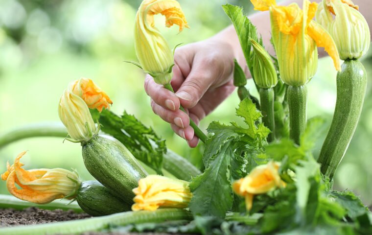 Small Space, Real Vegetables — It’s Actually Possible