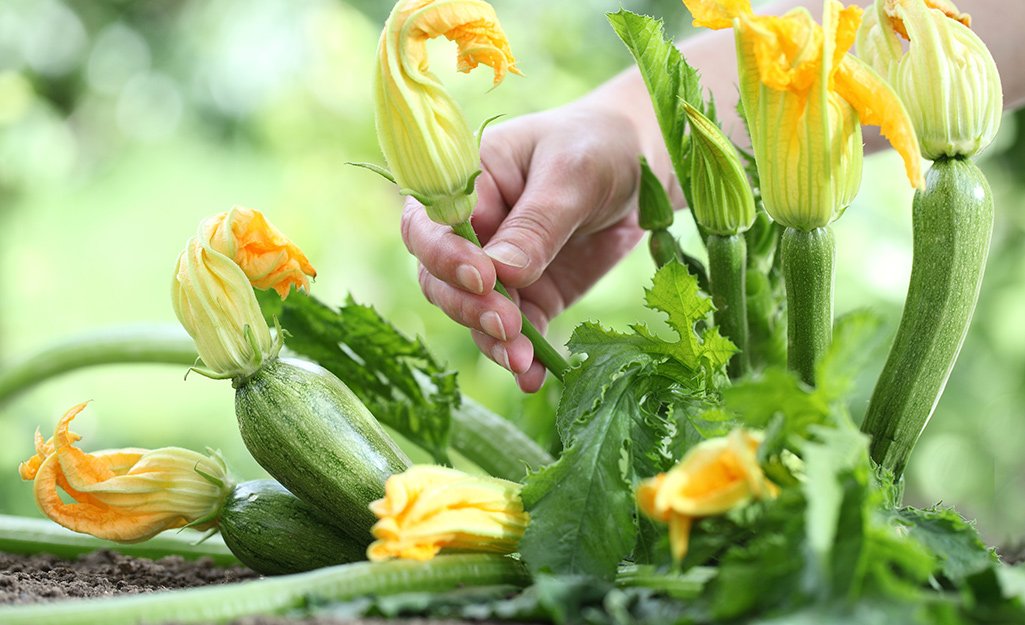 Small Space, Real Vegetables — It’s Actually Possible
